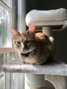 An orange cat sits like a loaf on a cat tower